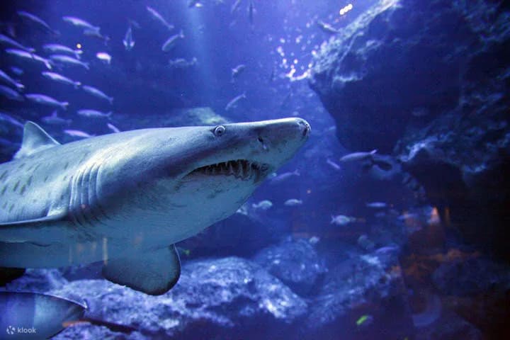 imgi_11_SumidaAquariumTicketinTokyo.jpg